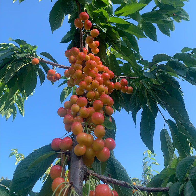 Fresh organic cherries at Spindrift Organics